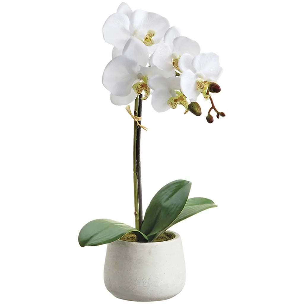 Phalaenopsis Orchid Plant with 7 Flowers and 3 Buds in Cement Pot, 16in, White