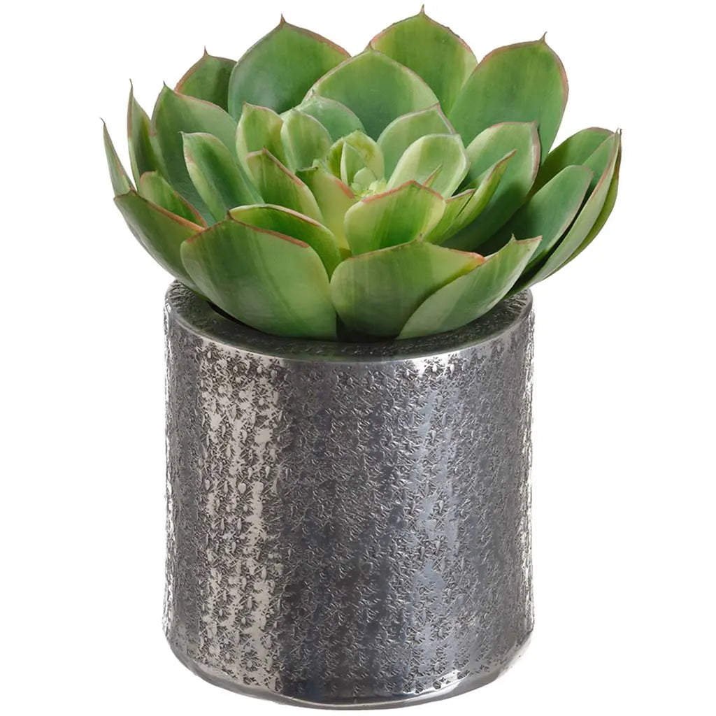 Echeveria in Aluminum Pot 8in H x 7in W x 8in L, Green Two Tone