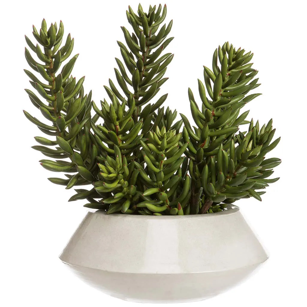 Senecio in Planter 16in H x 14in W x 14in L, Green