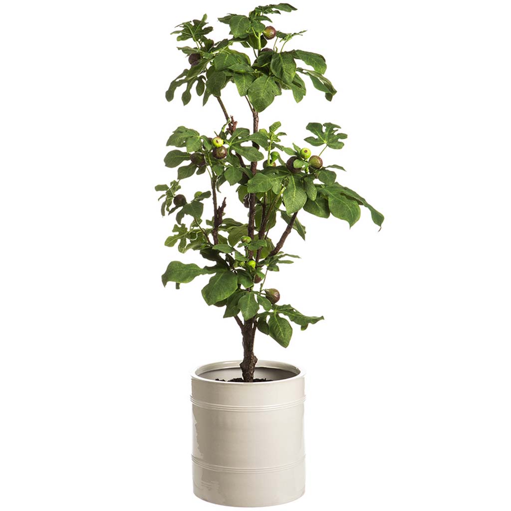 Fig Tree in Planter, 64in H, 25in W, 27in L