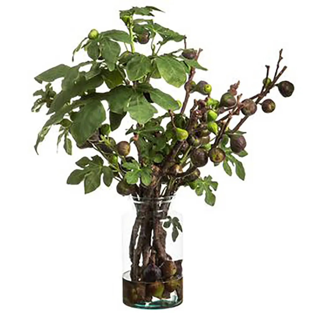 Fig Branches in Glass Vase 36in H x 32in W x 33in L, Green, Burgundy