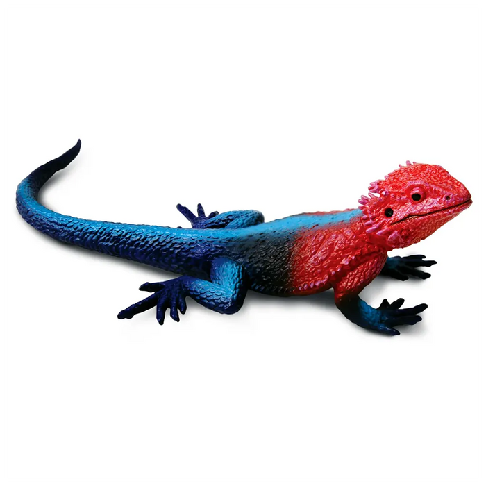 Mwanza Flat-Headed Rock Agama