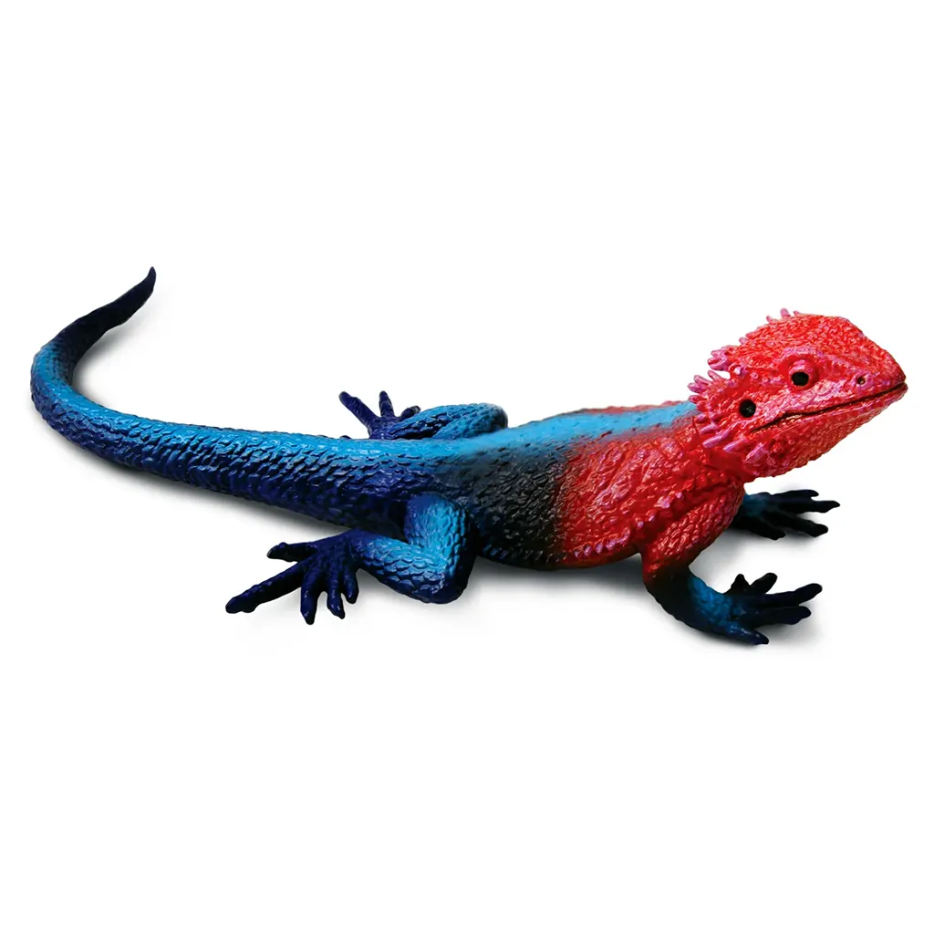 Mwanza Flat-Headed Rock Agama