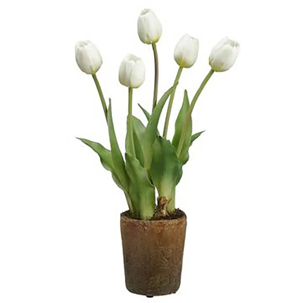 Tulip with Bulb in Cement Pot, 15.5in, White