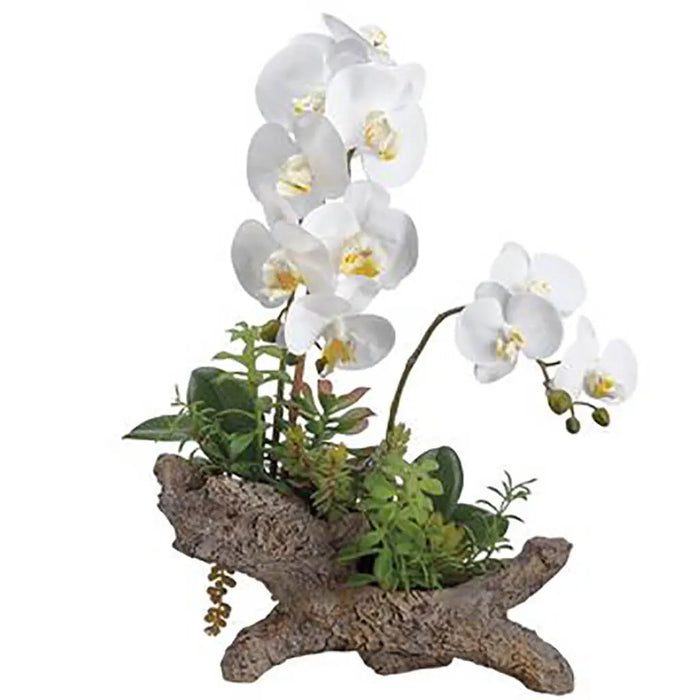 Phalaenopsis Orchid / Succulent in Cement Log,  21in, White, Green