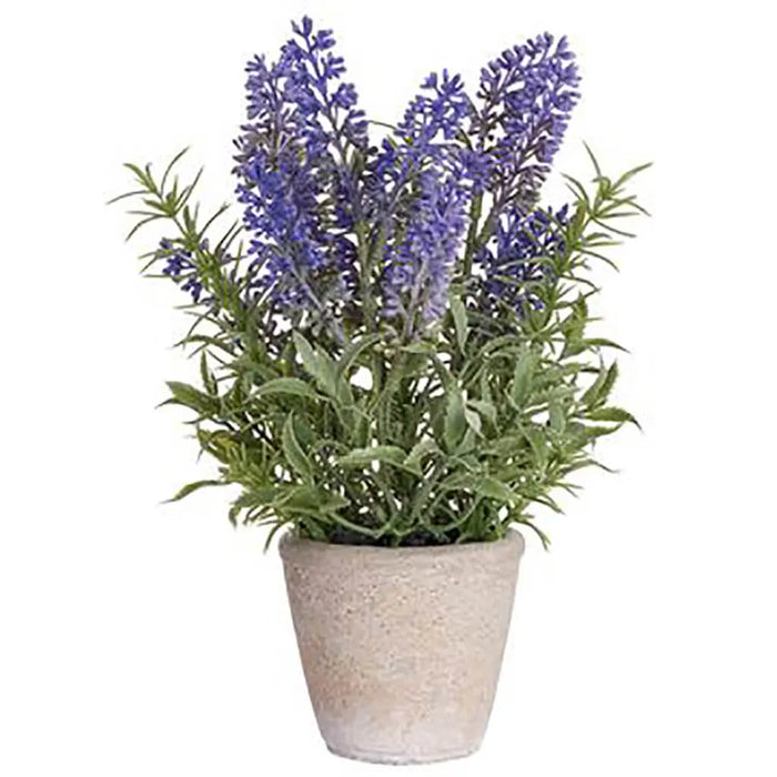 Lavender in Cement Pot, 8.5in, Lavender, Purple