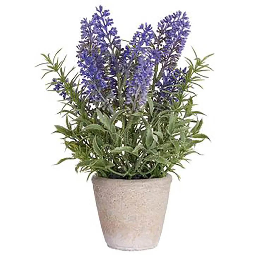 Lavender in Cement Pot, 8.5in, Lavender, Purple