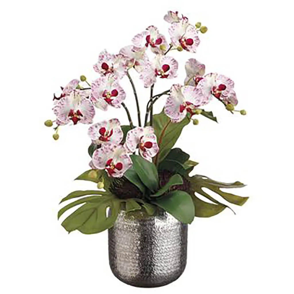 Phalaenopsis Orchid / Bird's Nest Leaf in Silver Planter 25in H x 18in W x 23in L