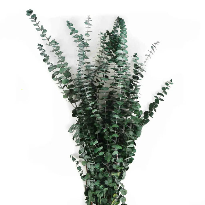 Touch of Nature Dark Green Preserved Eucalyptus, 1lb