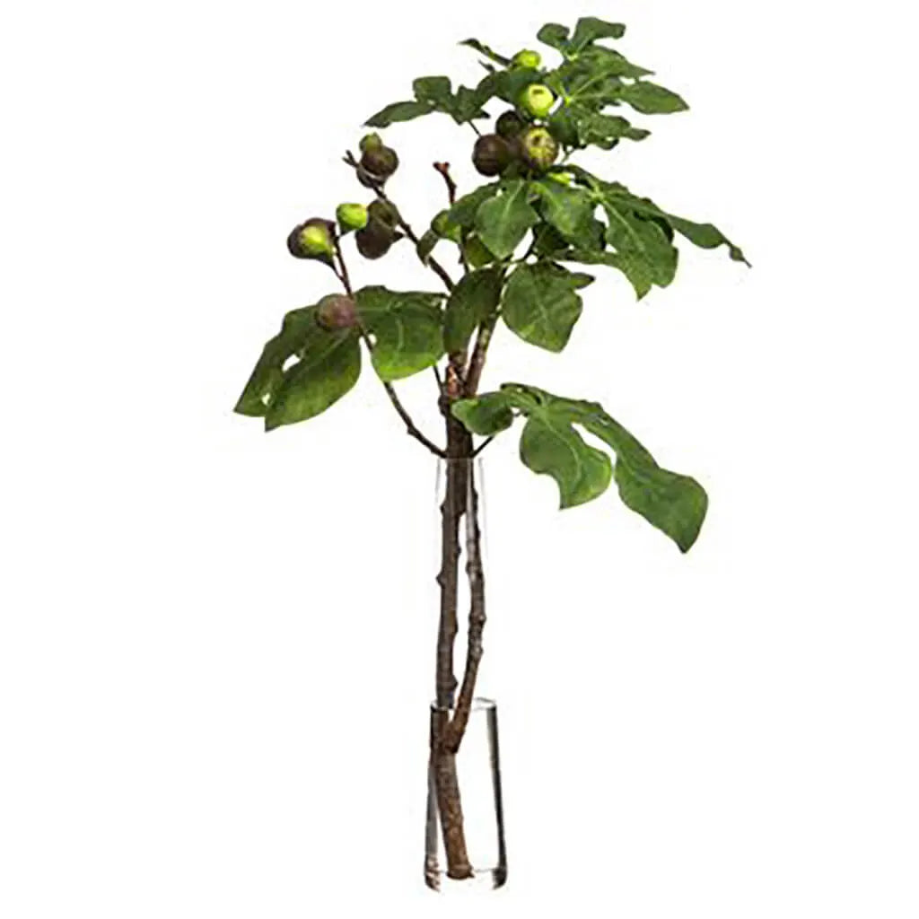 Fig Branches in Glass Vase 41in H x 25in W x 24in L, Green, Burgundy