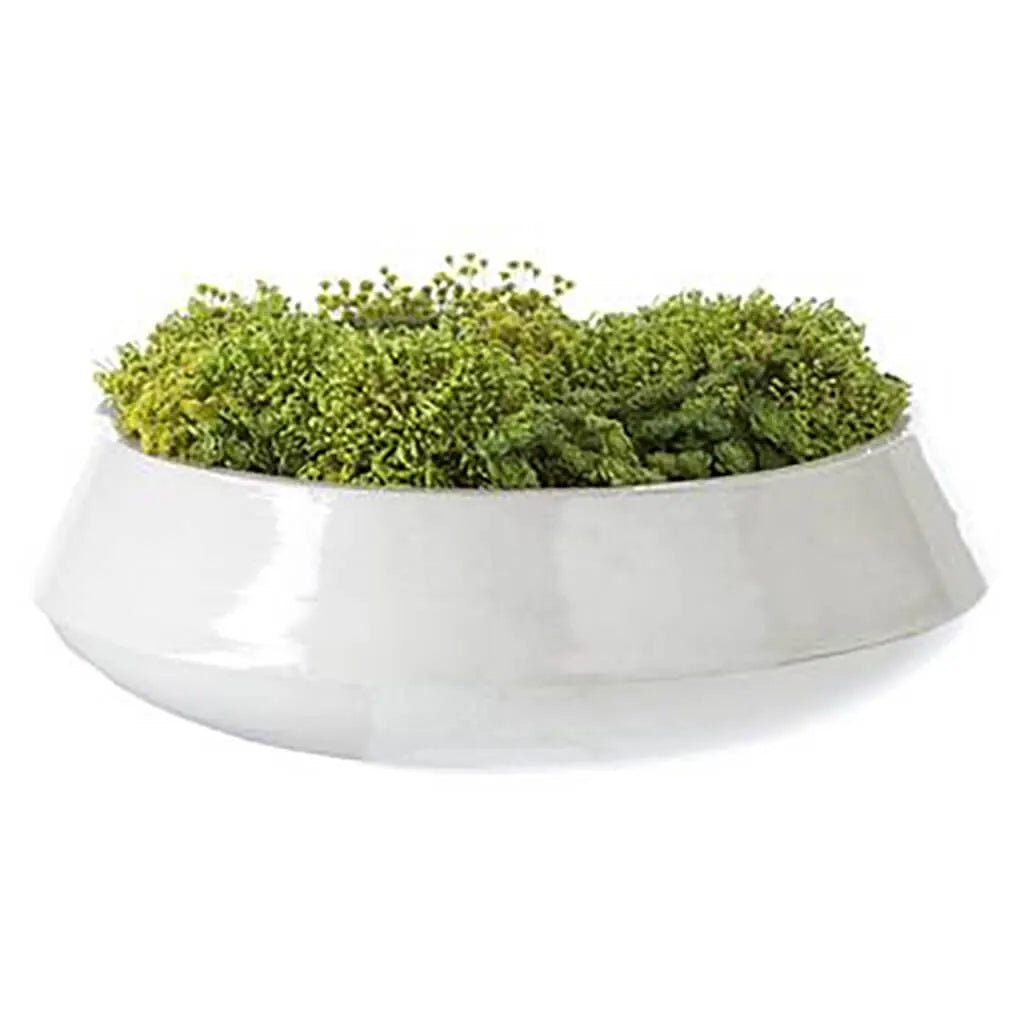 Sedum / Baby's Breath / Berry Head in Planter 10in H x 19in W x 20in L, Green