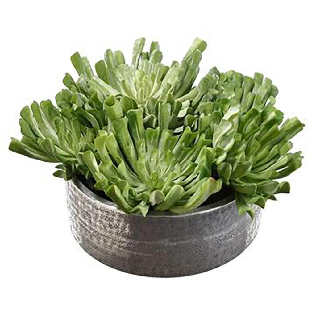 Echeveria in Planter 11in H x 19in W x 19in L, Green