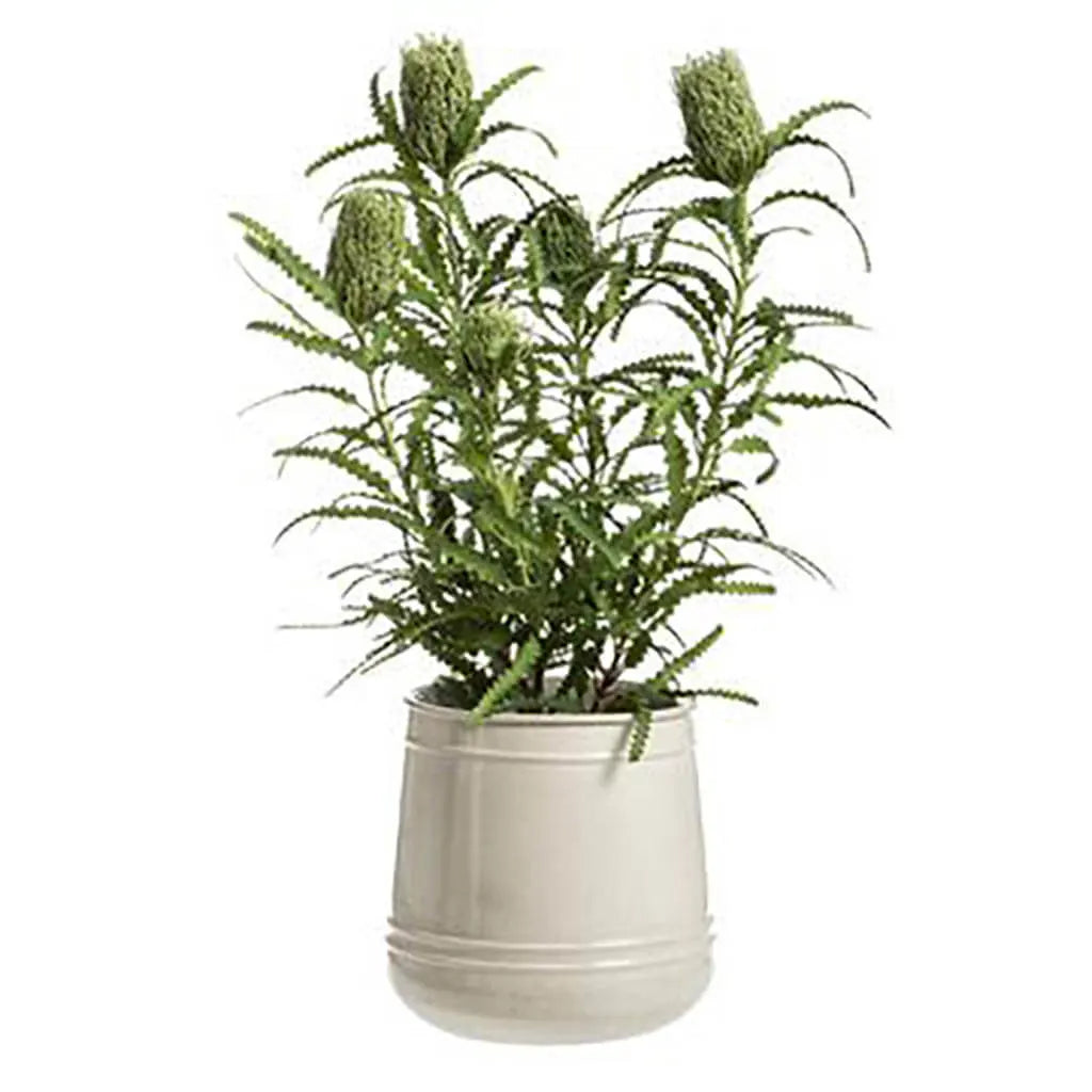 Banksia in Pot 43in H x 29in W x 29in L, Green
