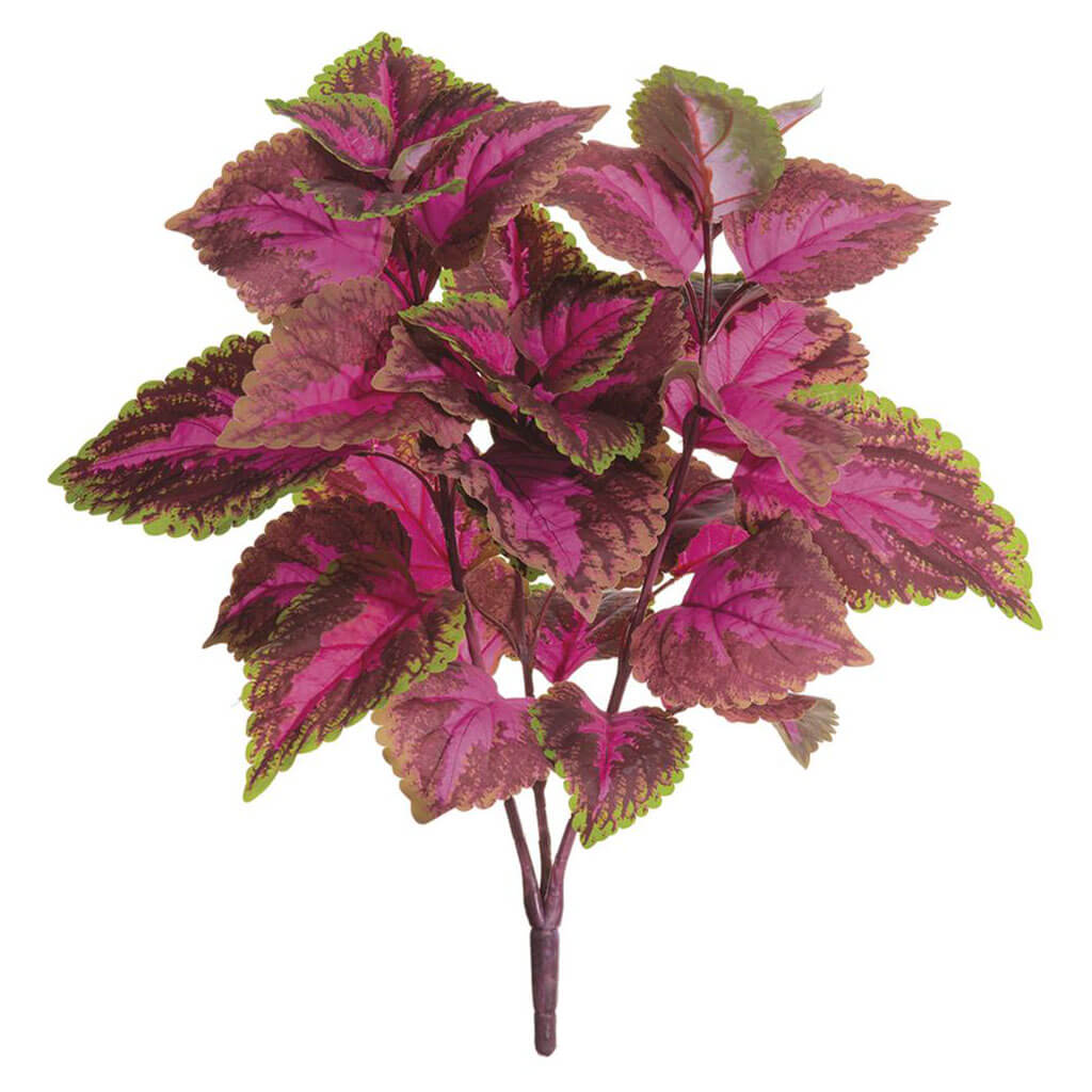 Large Leaf Coleus Bush x3 Fuchsia Green, 19in