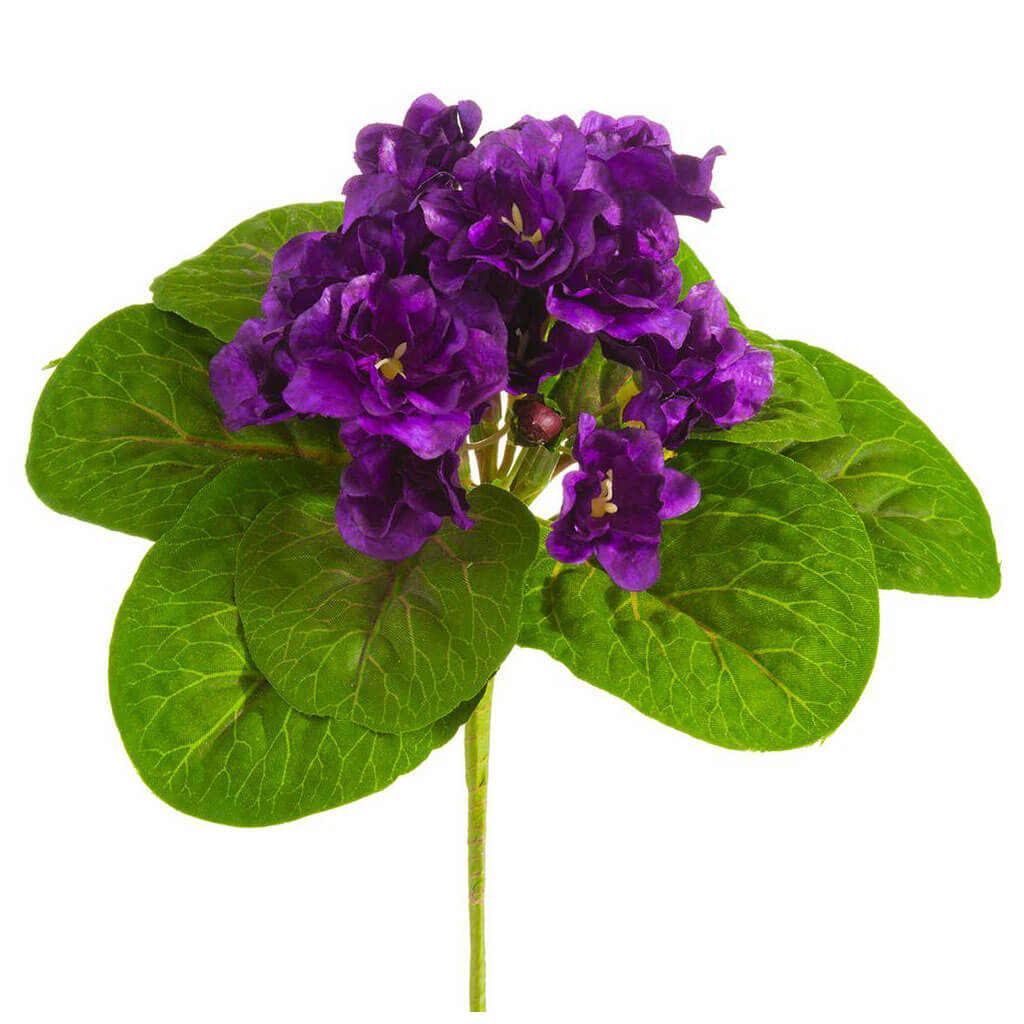 African Violet Bush Purple, 8in