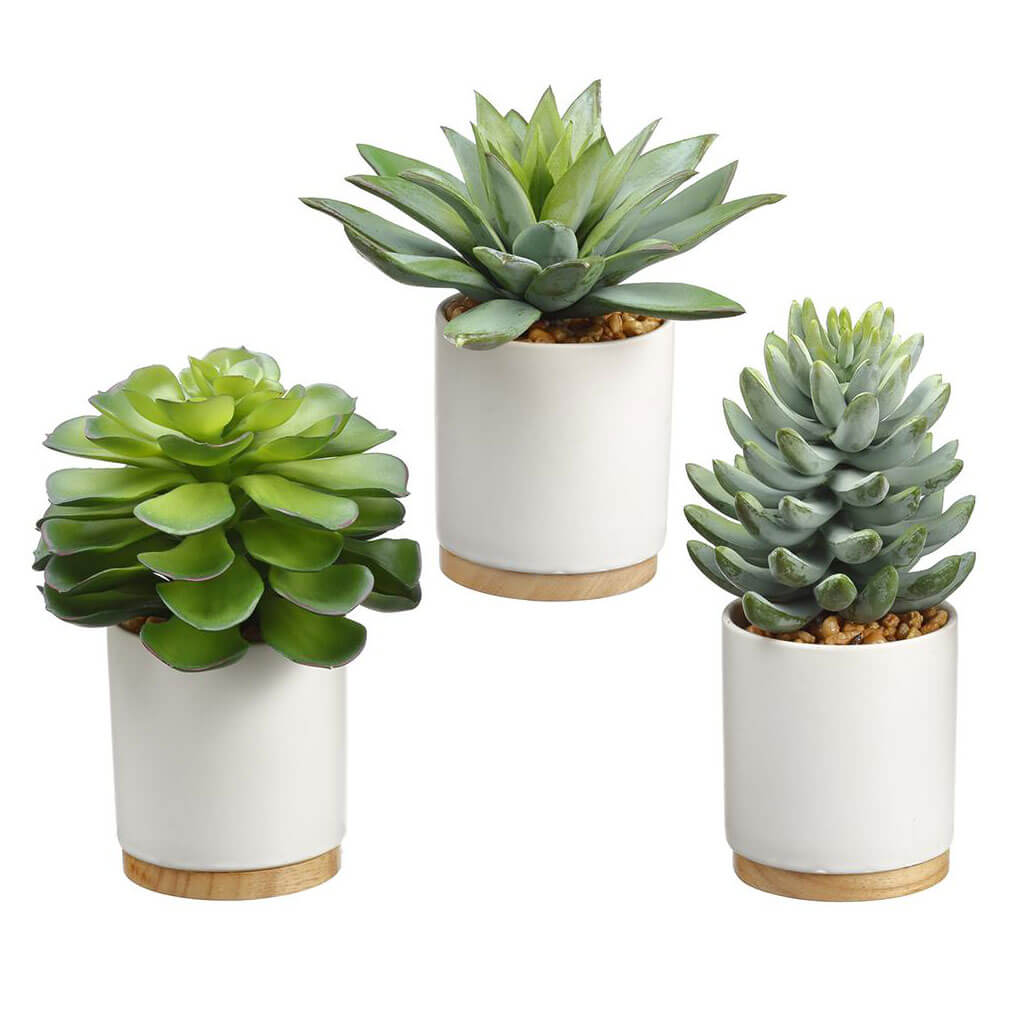 Echeveria/Aeonium in Ceramic Pot (3 ea/set) Green, 6.5in-8in