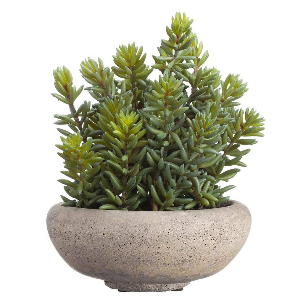 Stonecrop Sedum in Cement�Pot�Green, 9in