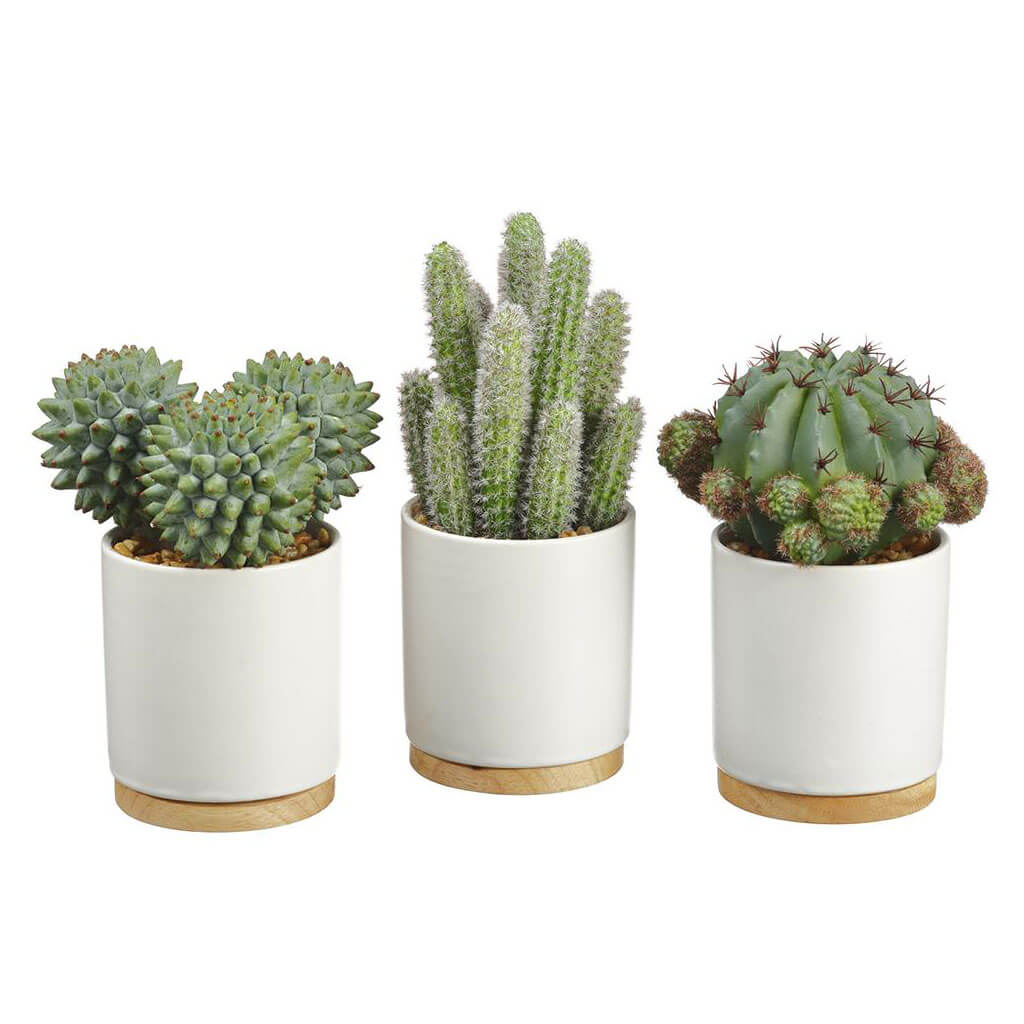 Barrel/Column Cactus in Ceramic Pot (3 ea/set) Green Gray, 5.7in-7.5in