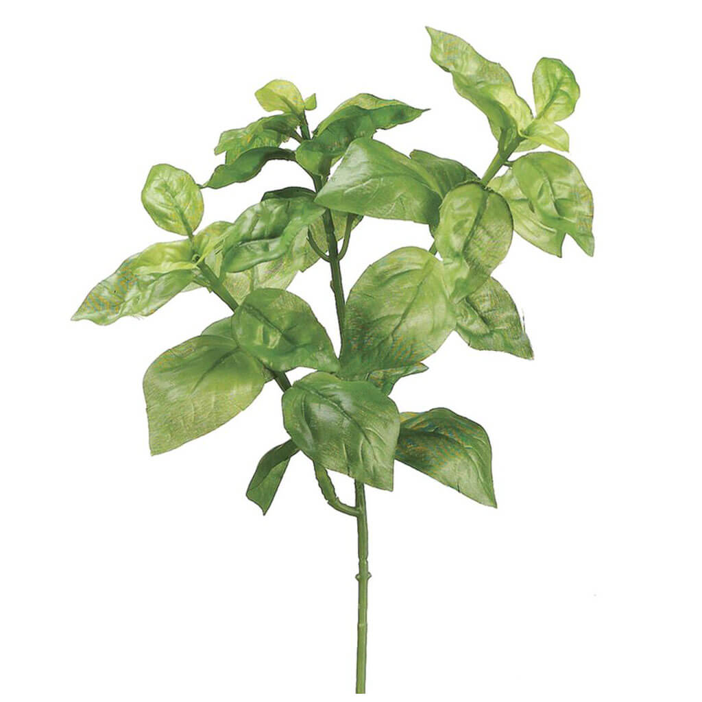 Basil Bush Green, 9in