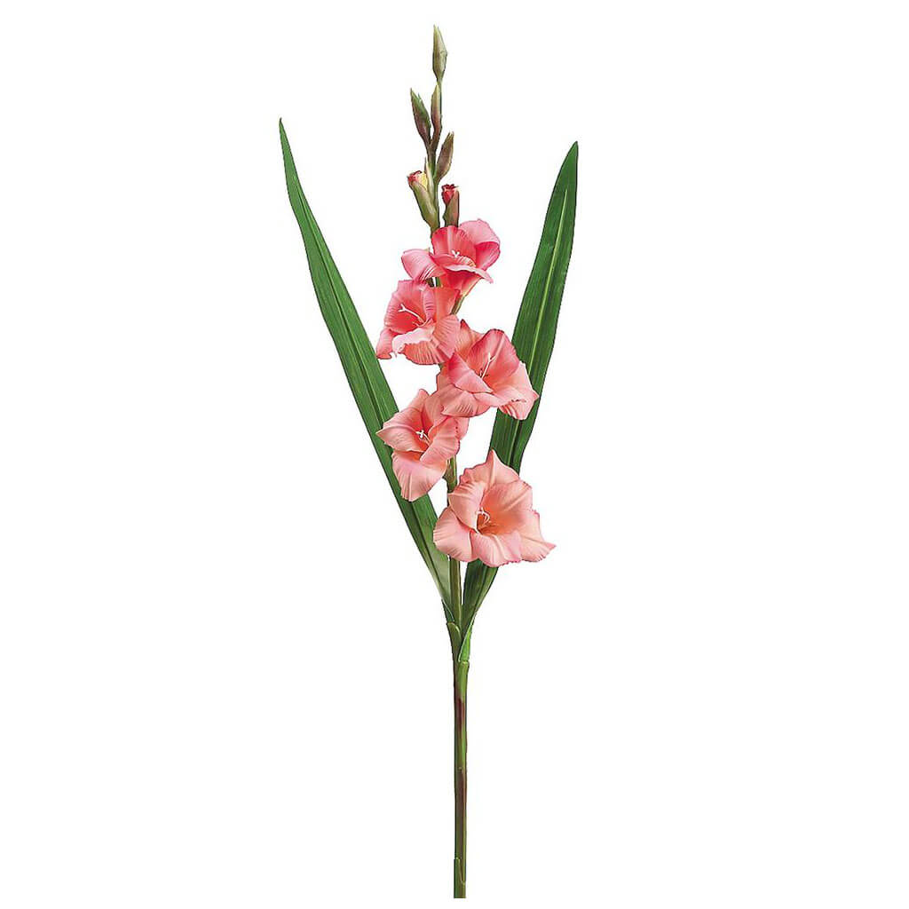 Gladiolus Spray Pink Cerise, 33in