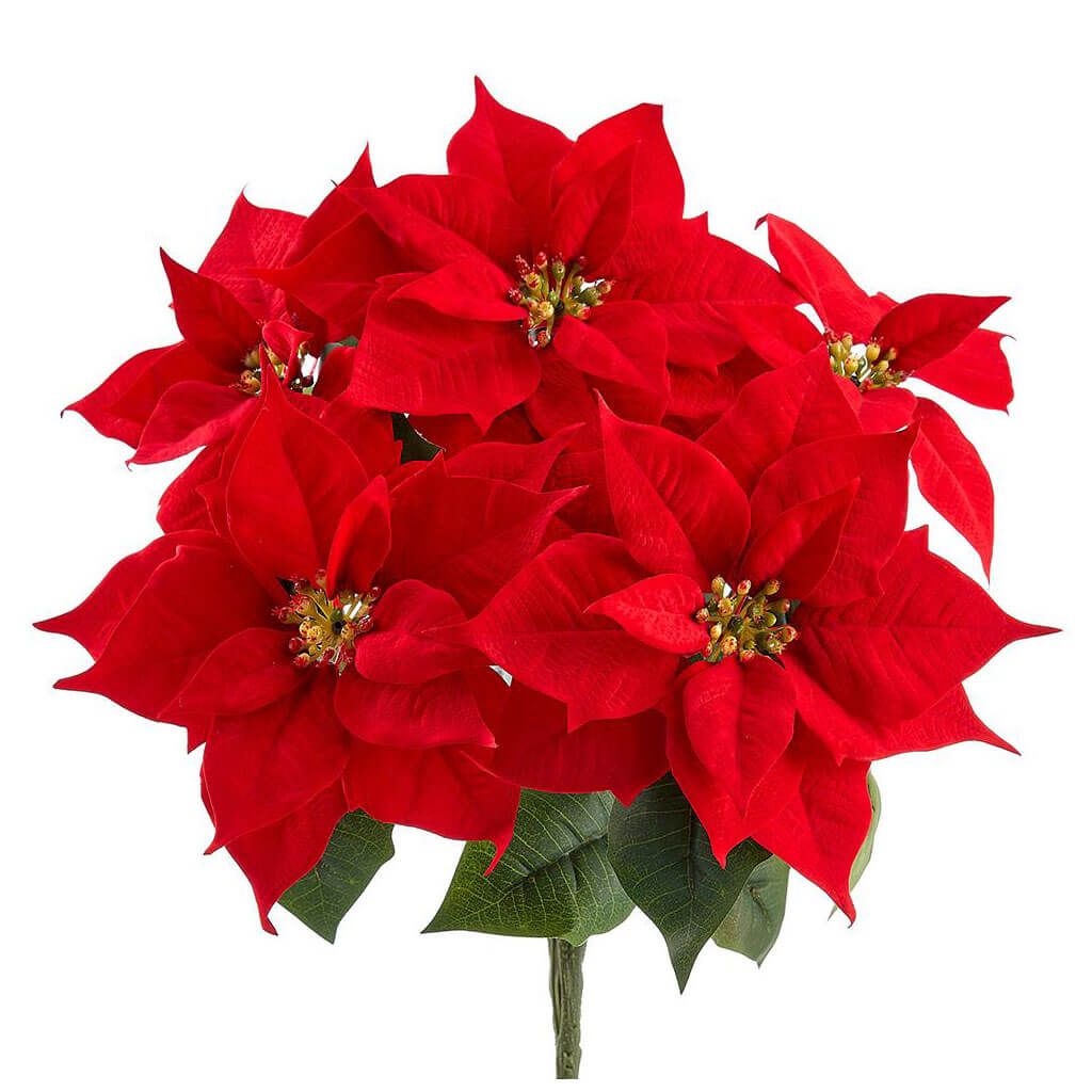 Velvet Poinsettia Bush x5 Red, 15in