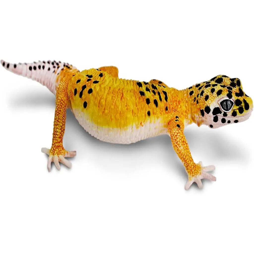 Leopard Gecko