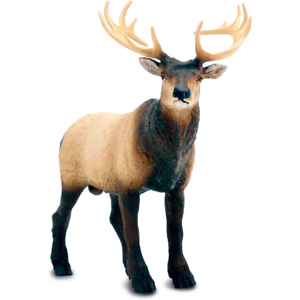 Elk