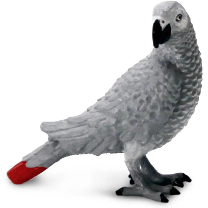 African Gray Parrot