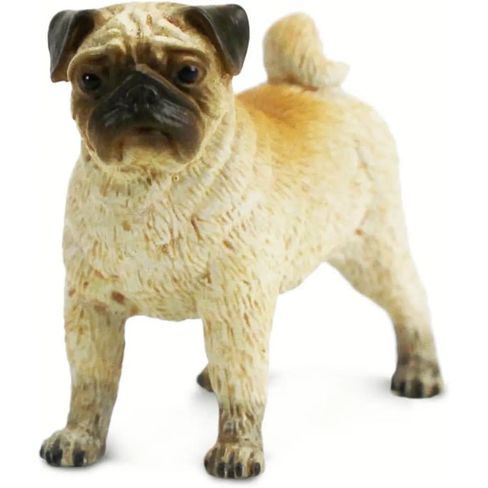 Pug
