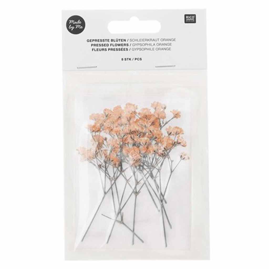 Pressed Flower Gypsophilia 8Pk