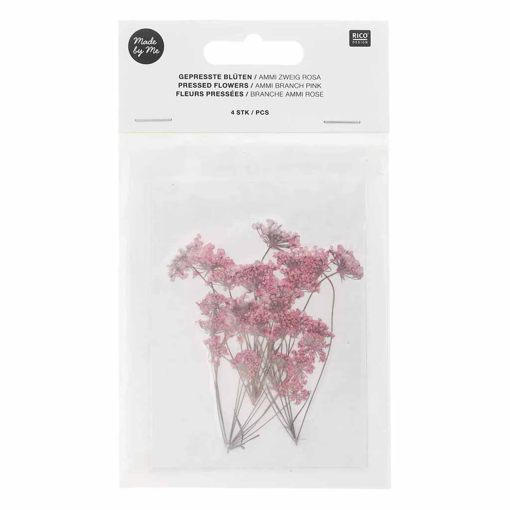 Pressed Flower Ammi Branch Pink 4Pk