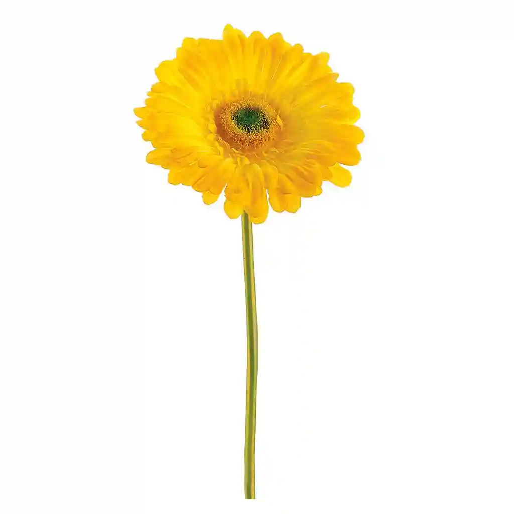 9IN Large Gerbera Daisy Stem�Yellow