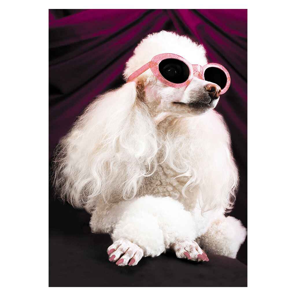 Fabulous Birthday Poodle Greeting Card
