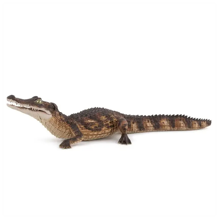 Papo Cayman