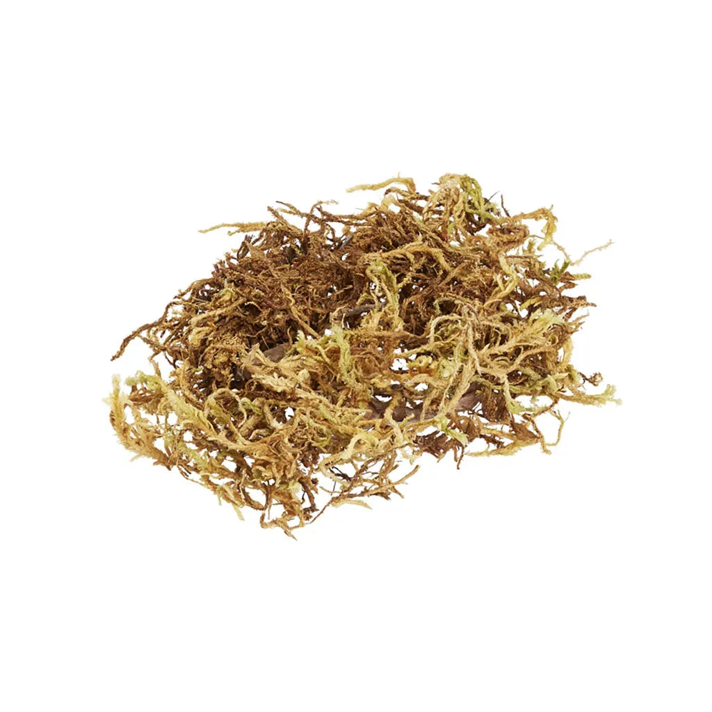 Decorative Moss 20g in a Bag, Natural