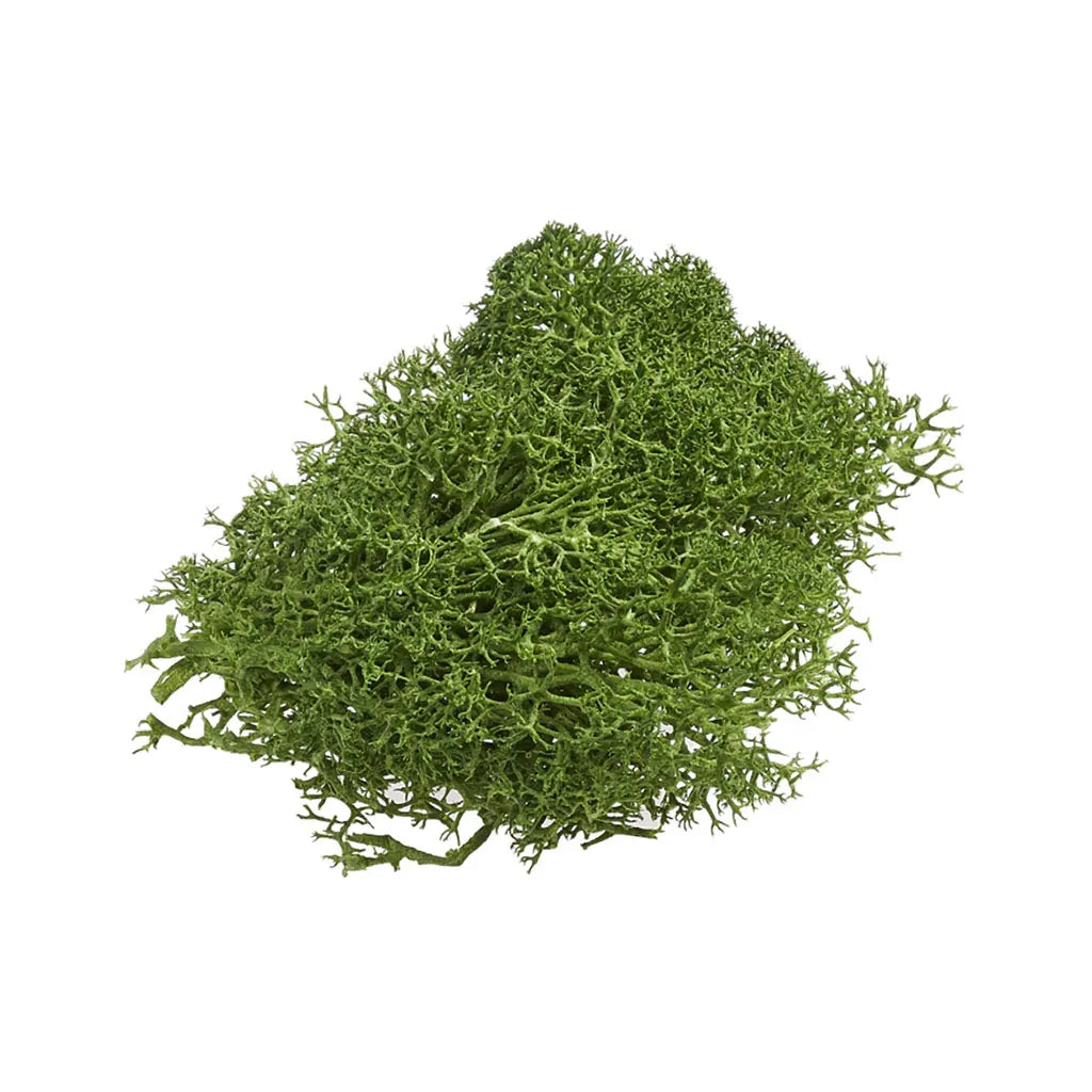 Decorative Moss 20g in a Bag, Drak Green