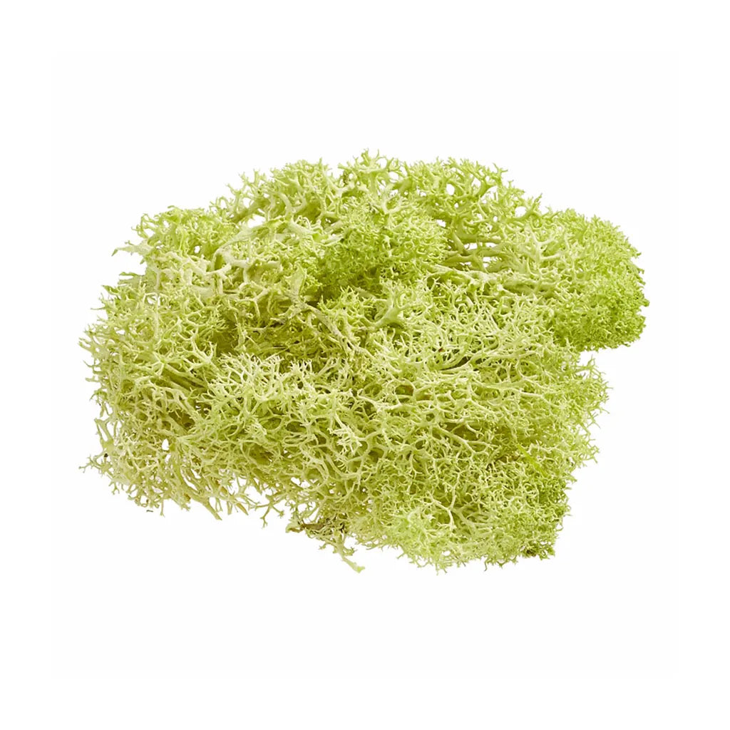 Decorative Moss 20g in a Bag, Light Green