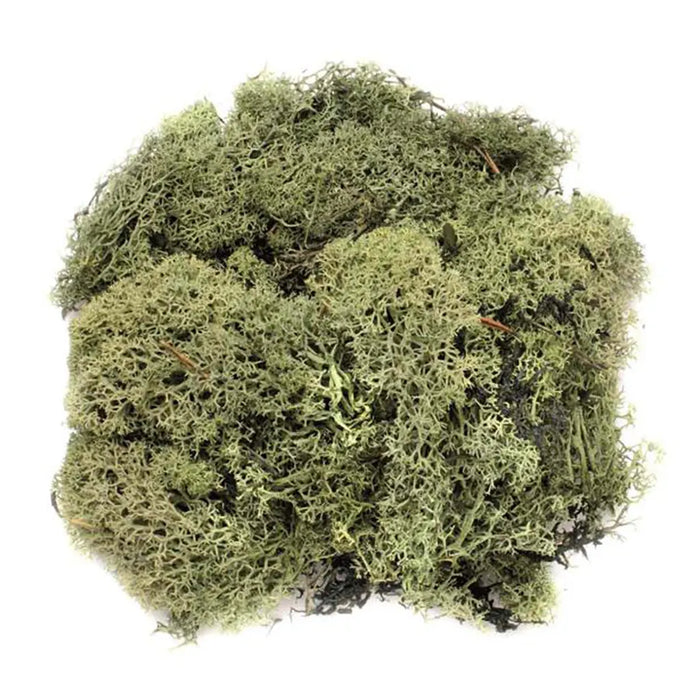 Moss Dark Green 50G