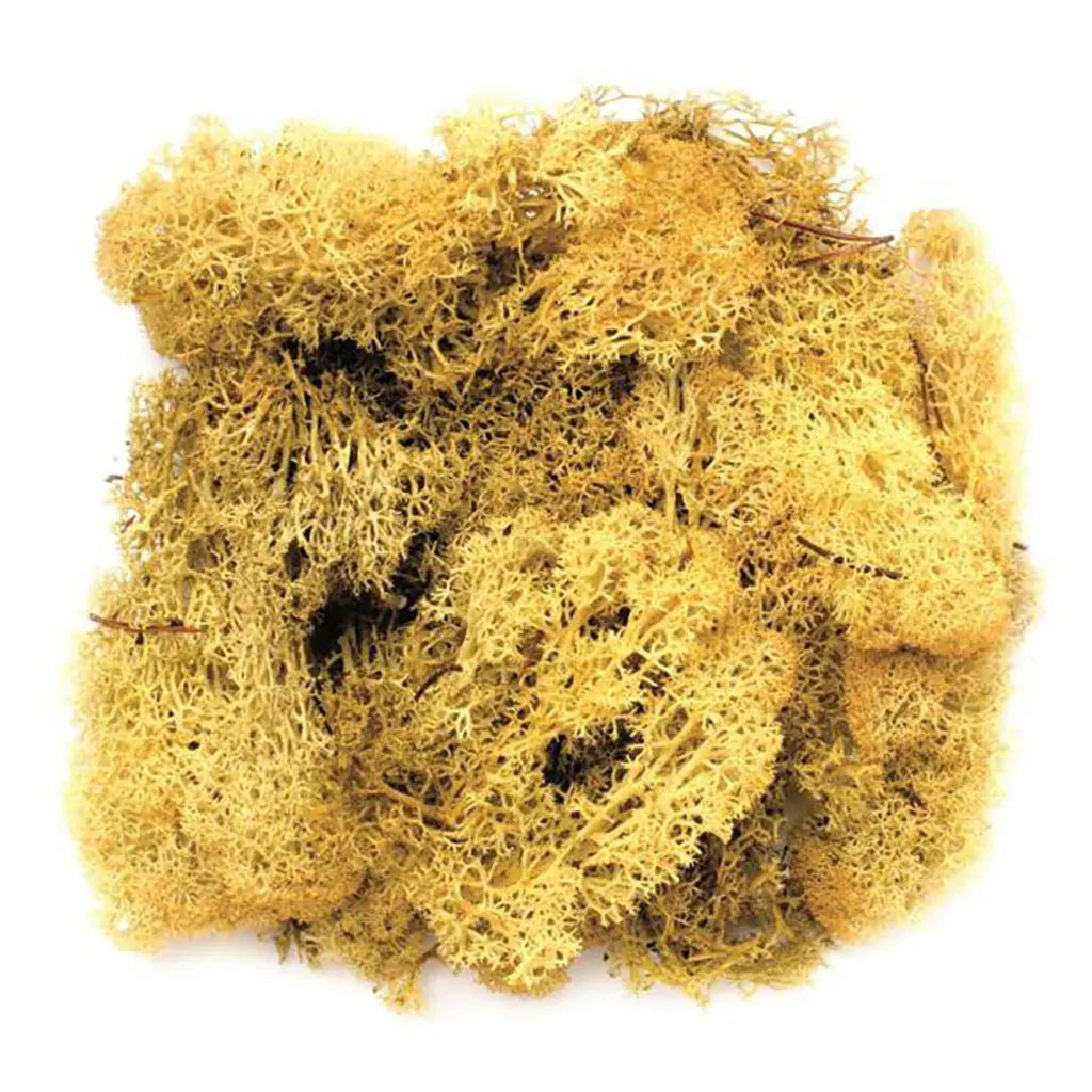 Moos Yellow 50G