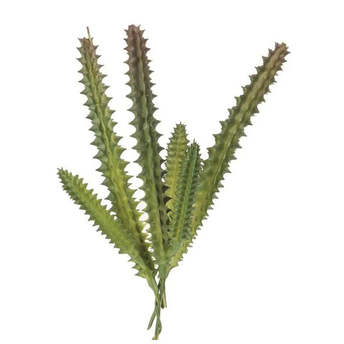 Hylocereus undatus 15cm