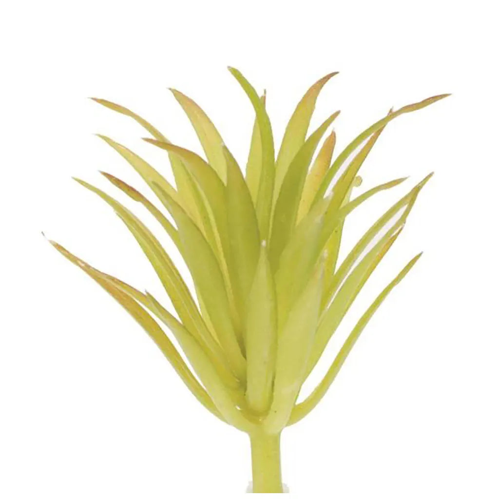 Tillandsia brachya 7cm