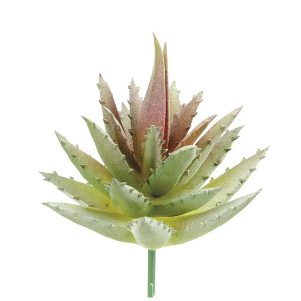 Aloe 7cm