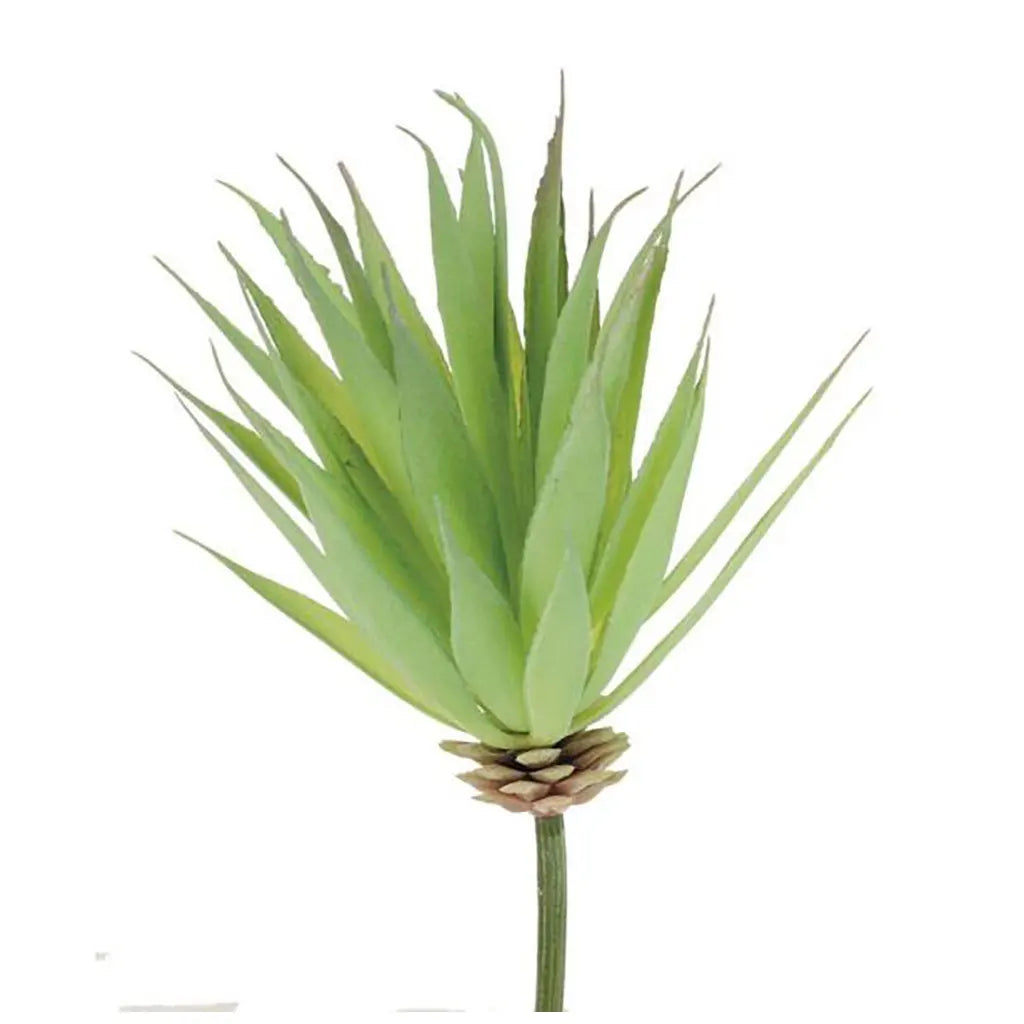Yucca 16cm