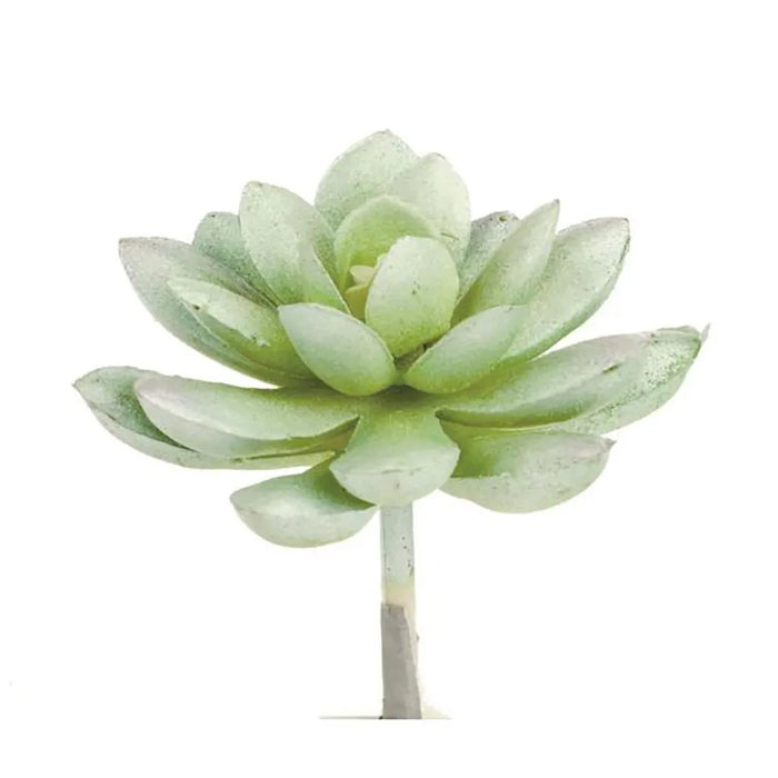 Echereria 7cm