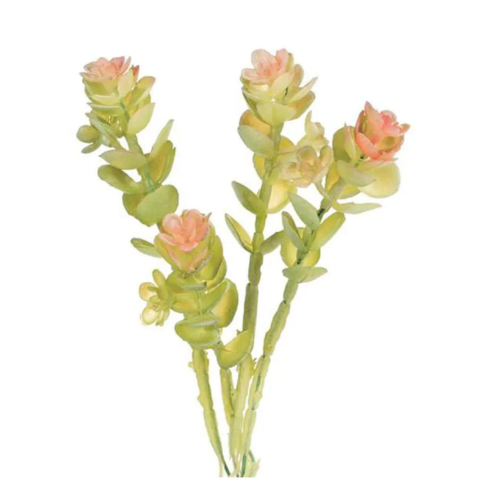 Caryophyllaceae 16cm