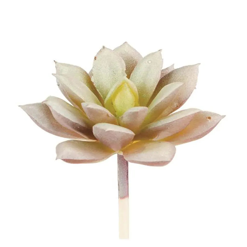 Echereria 8cm