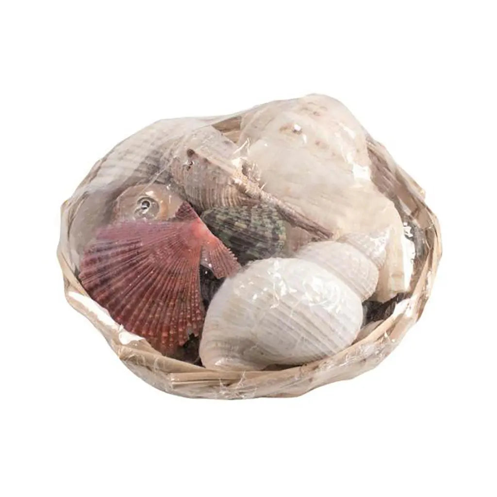 Shell Basket 6in, 350G 14cm