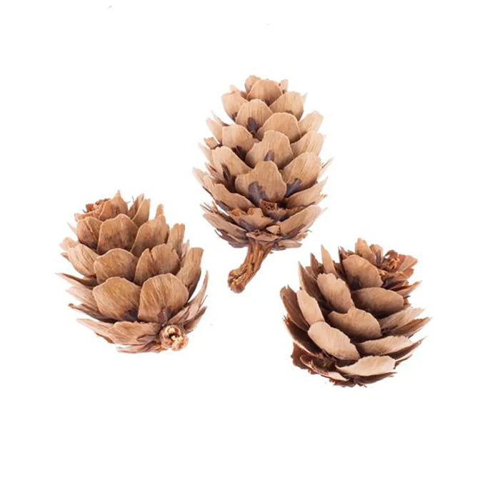 Pine Cones Mix Natural 2-4cm, 50pcs