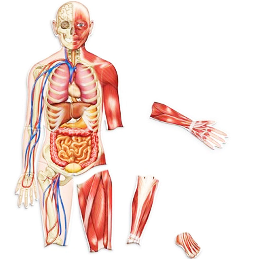 Double-sided Magnetic Human Body