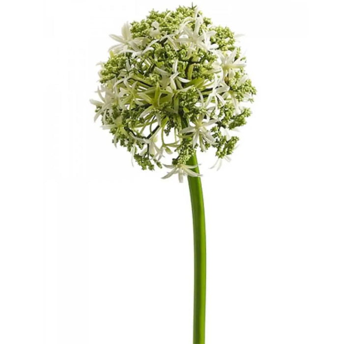 Allium Spray 31in